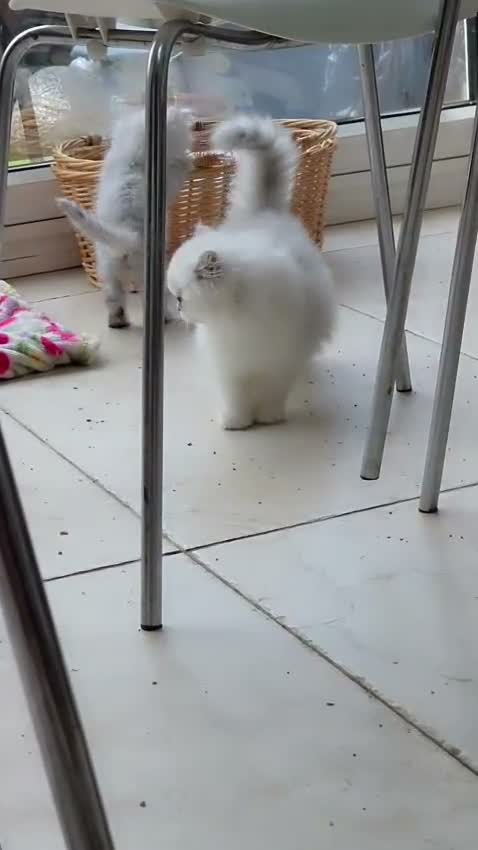 Persian cats for sale: Persian kittens  - Video 1