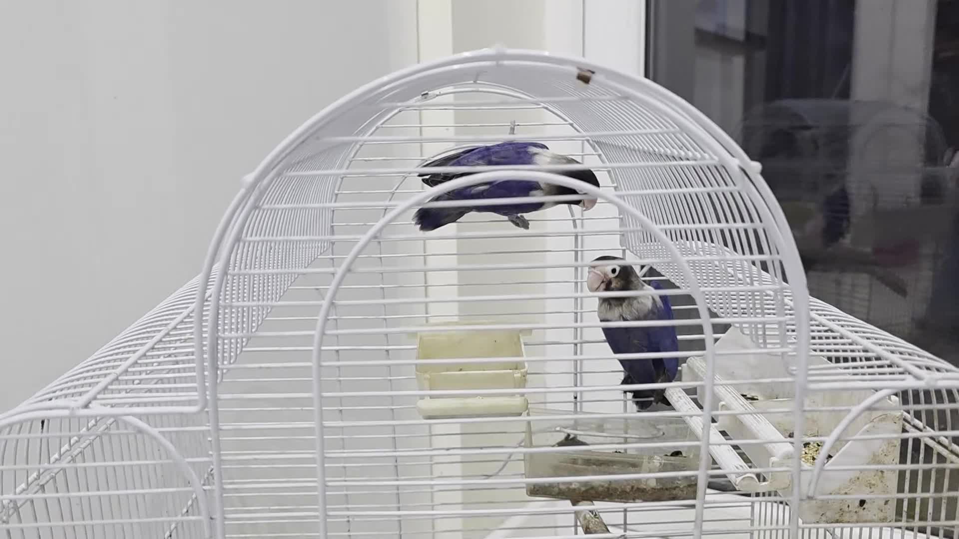 Lovebirds birds for sale: African masked lovebirds  - Video 1