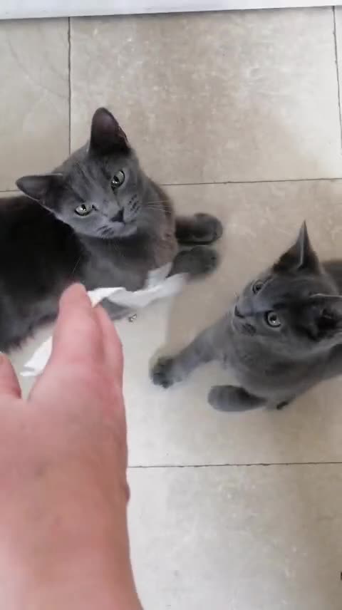 Russian Blue cats for sale: Kitten - Video 1