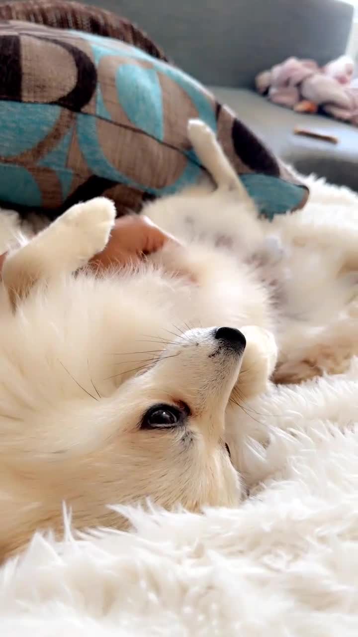 Mixed Breed dogs for sale: Gorgeous Pomeranian for sale - Video 2