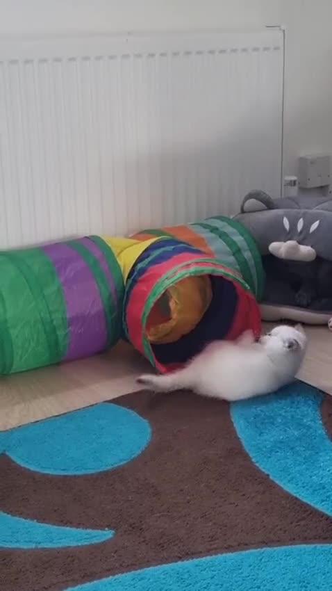 British Shorthair cats for sale: British shorthair Enzo and Misty - Video 1