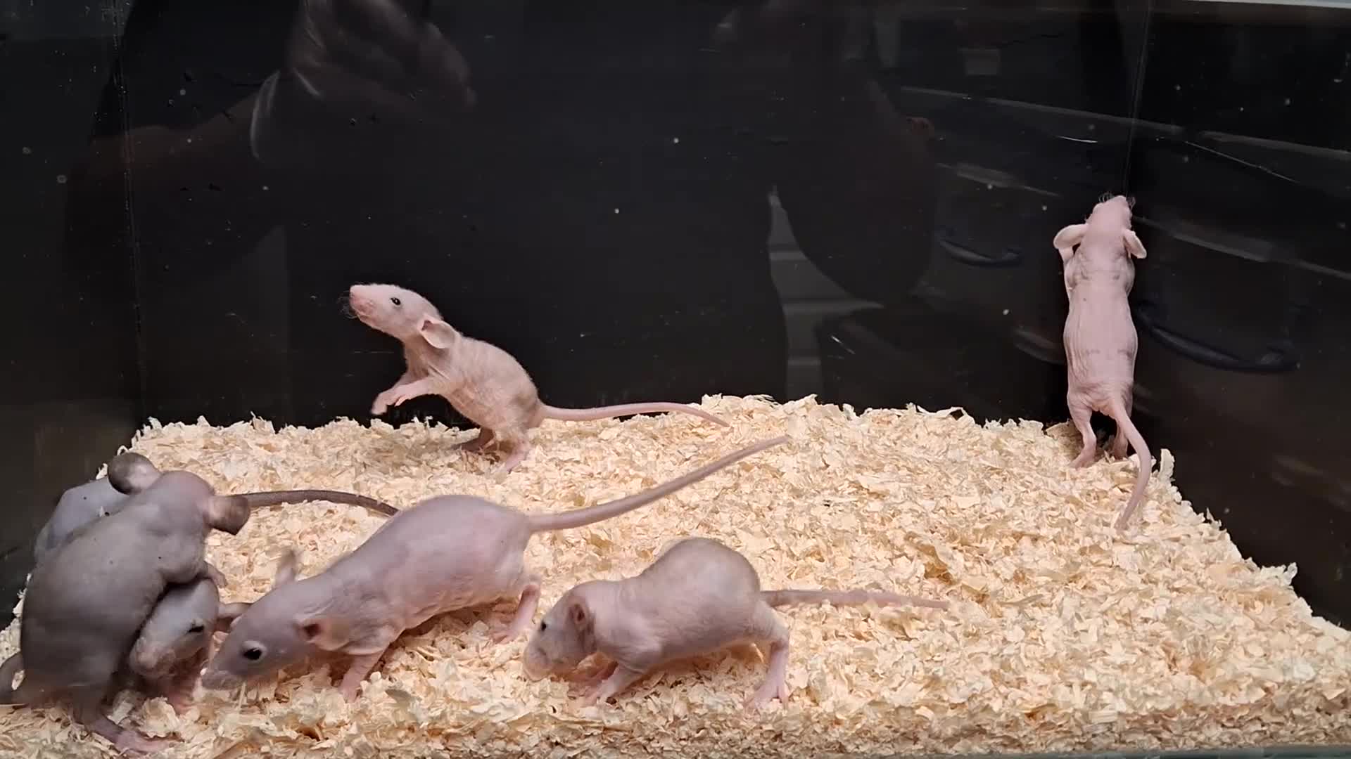 Rat rodents for sale: Baby Dumbo Rat's available, Males & Females  - Video 4