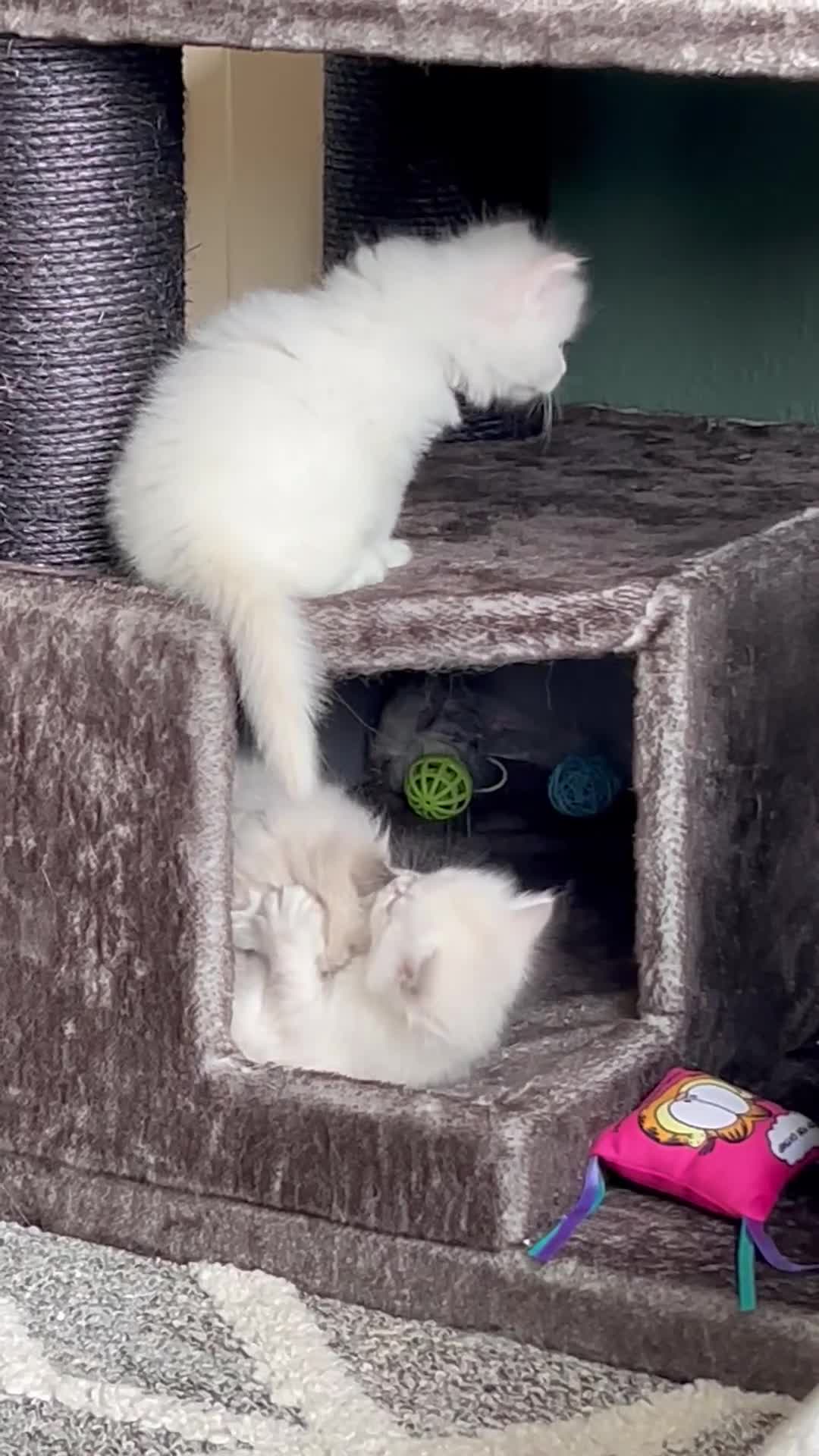 Siberian cats for sale: 😍 Siberian Neva Masquerade kittens 😍 - Video 1