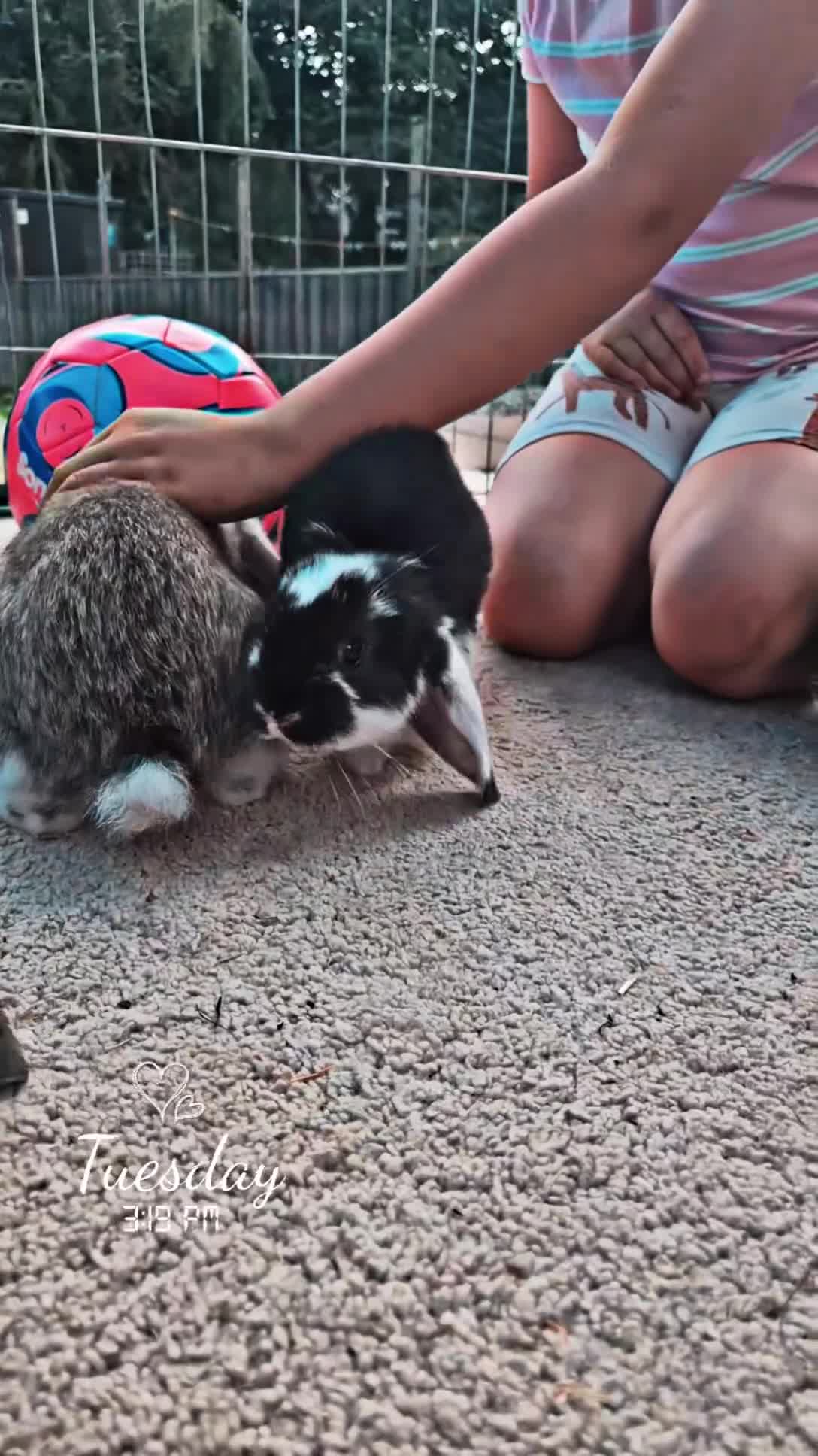 French Lop rabbits for sale: 10 beautiful show quality french lop kits  - Video 3