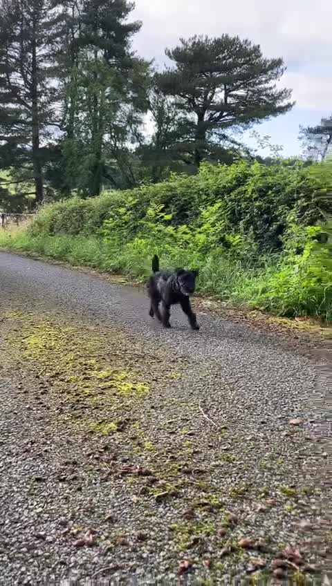 Patterjack dogs for sale: Patterjack puppies  in Conwy - Video 1