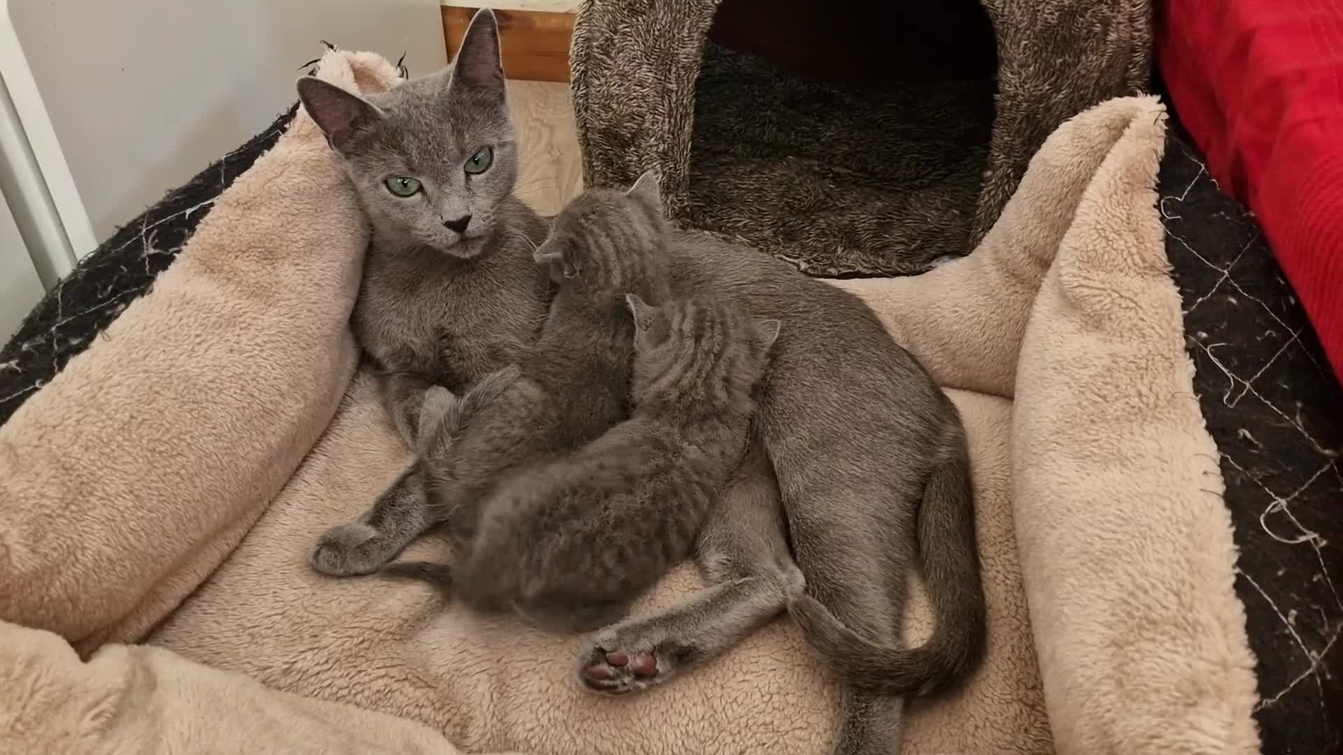 Russian Blue cats for sale: Pure Russian Blue kitten GIRL - Video 3