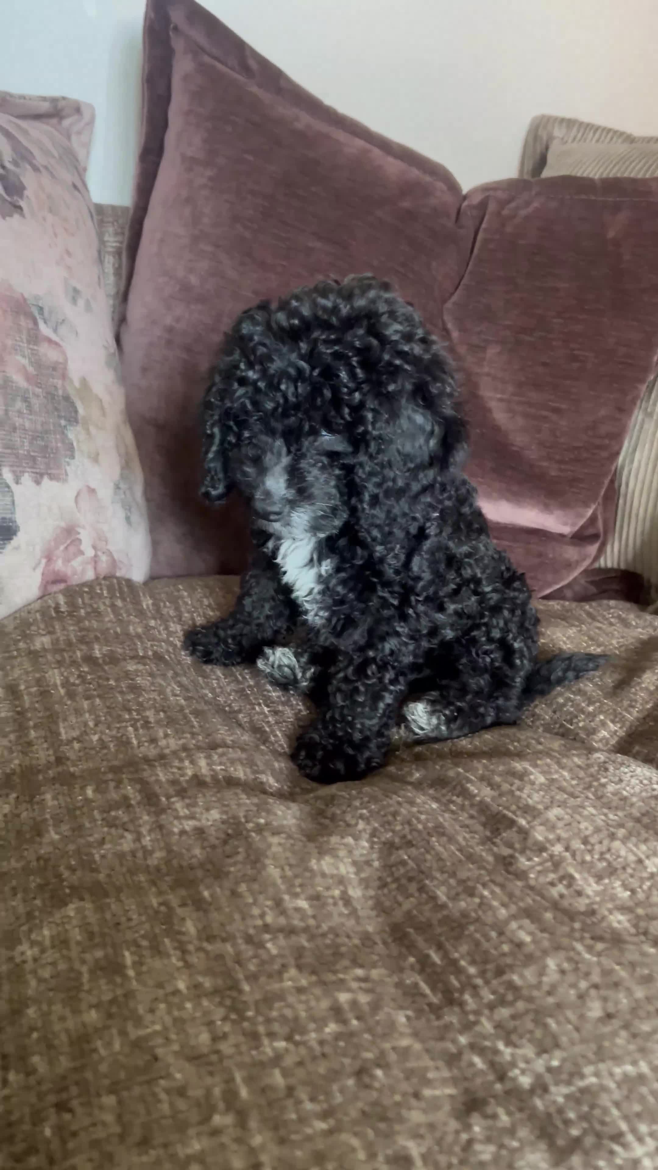 Cockapoo dogs for sale: Reduced!!! Last 2 ready now, F1B Cockapoos in Whitley Bay - Video 1