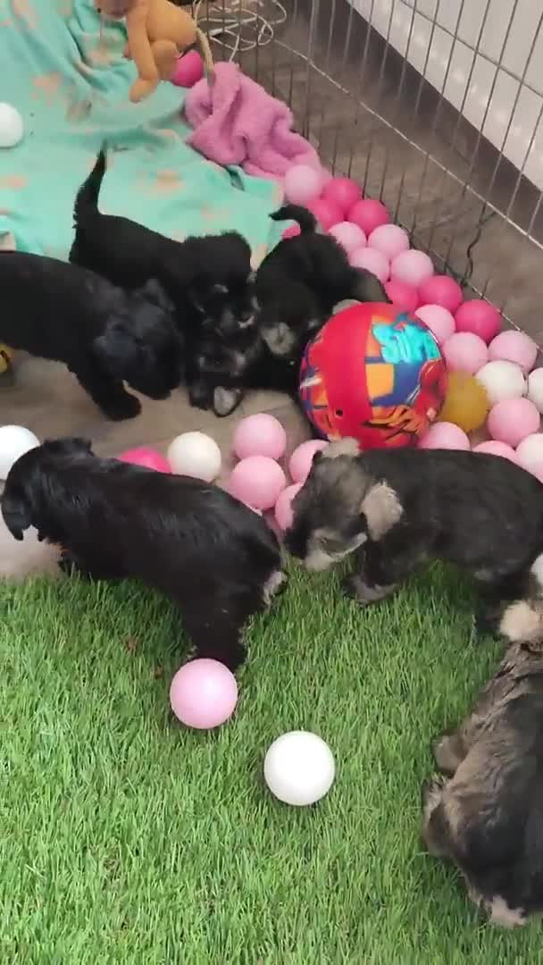 Miniature Schnauzer dogs for stud: Handsome black and silver Miniature Schnauzer  in Cambridge - Video 4