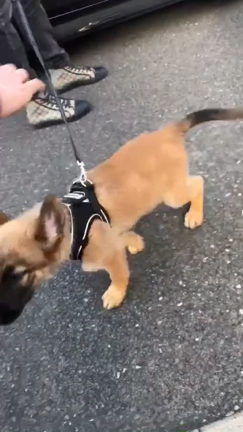 Belgian Shepherd Dog dogs for sale: Belgian mallinois in Oldham - Video 1
