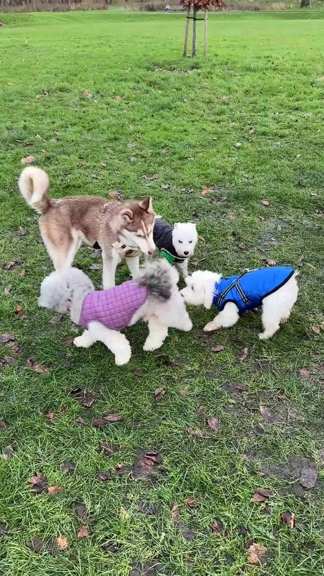 Siberian Husky dogs for sale: Perfect Well-Trained Husky Boy🐕Best Family Friend - Video 3