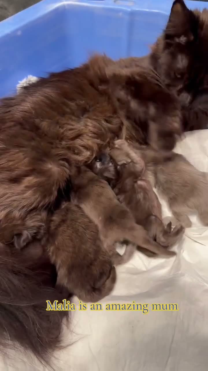 Maine Coon cats for sale: BespokeCoons Maine Coon Kittens – Deposits Open! ❤ - Video 1