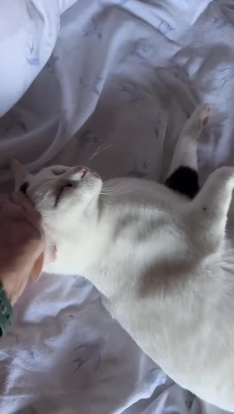 Arabian Mau cats for sale: Zayn & Rafa - Rescue Arabian Maus - Video 1