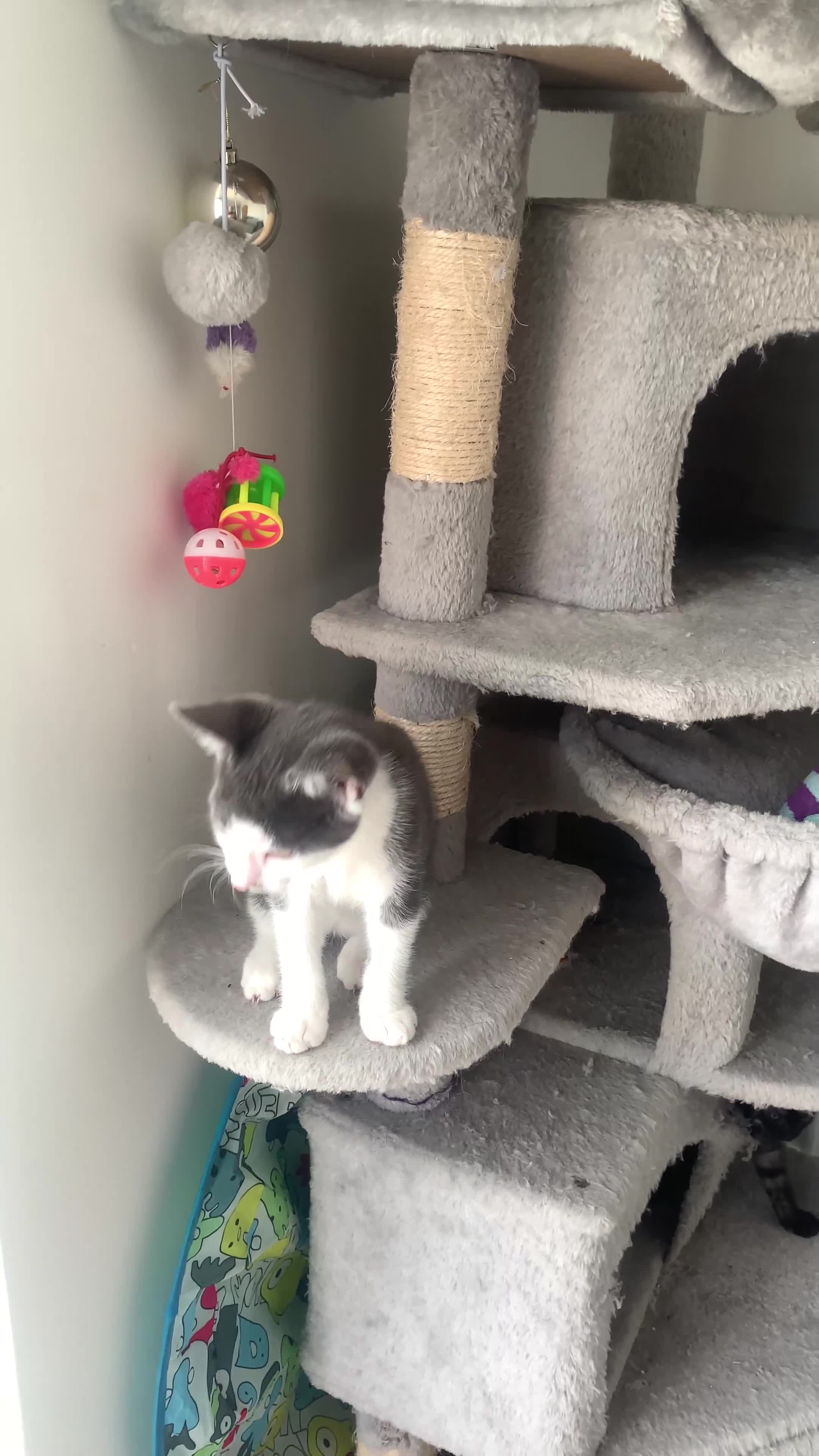 Domestic Shorthair cats for sale: Kittens available for adoption - Video 1