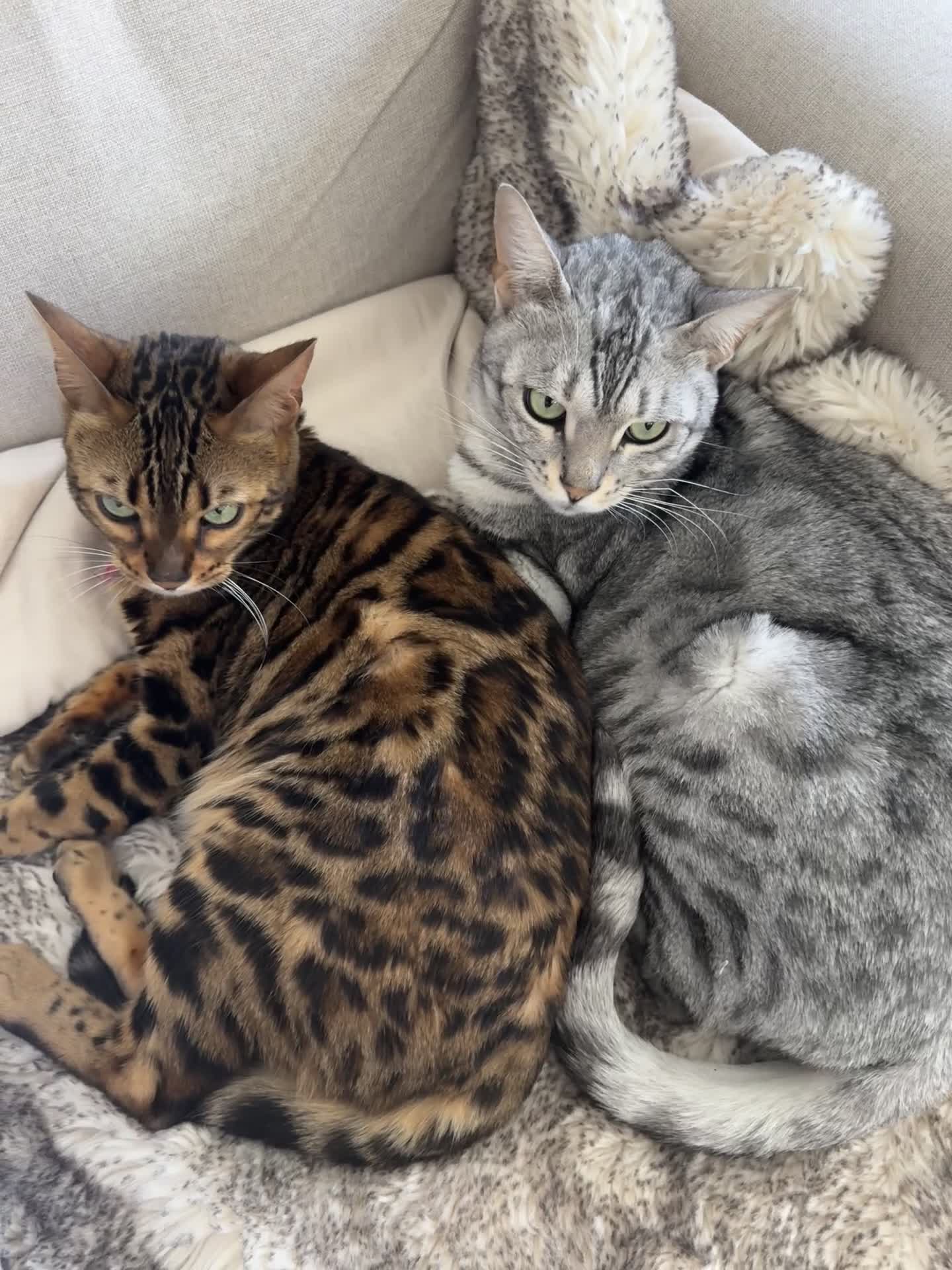 Bengal cats for sale: Rare Opportunity - Video 1