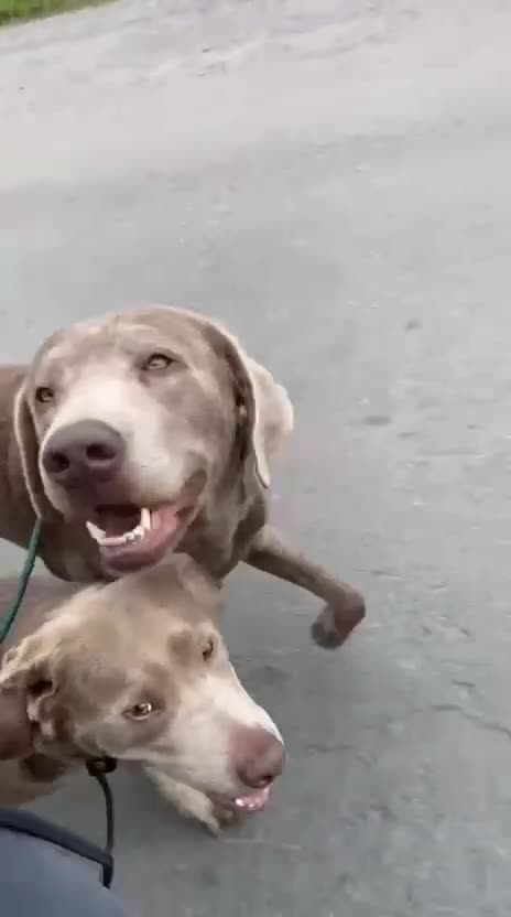 Labrador Retriever dogs for stud: Perfect Health Tested Silver Stud in Appleby-in-Westmorland - Video 2