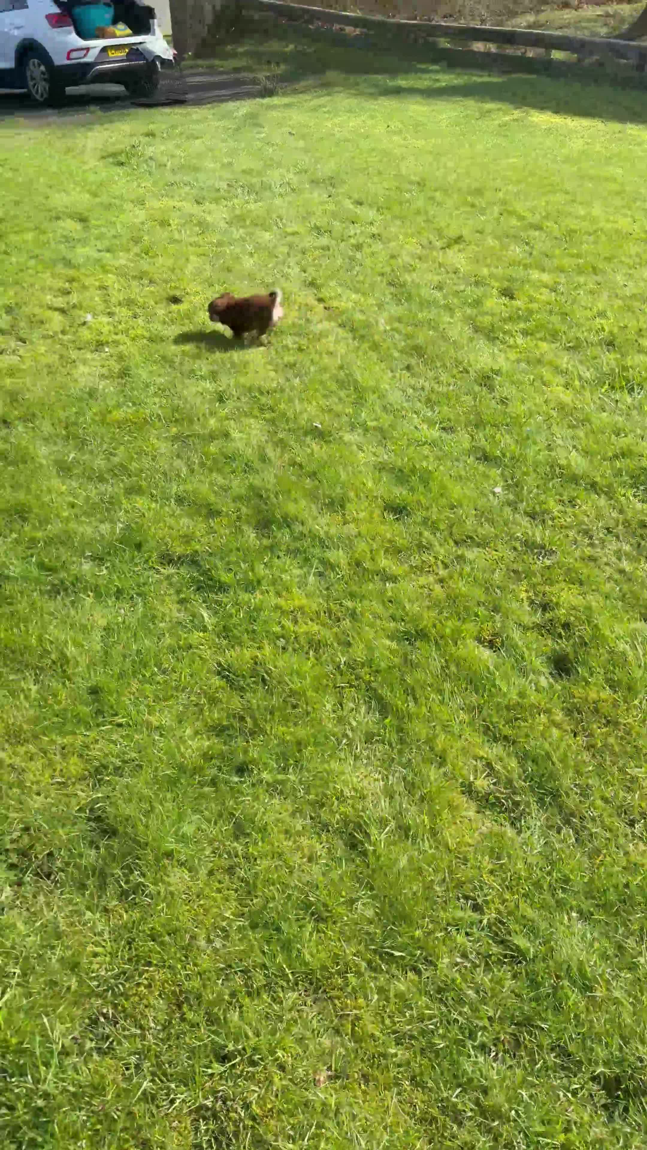 Chihuahua dogs for sale: Stunning long coated chihuahua brothers  - Video 1