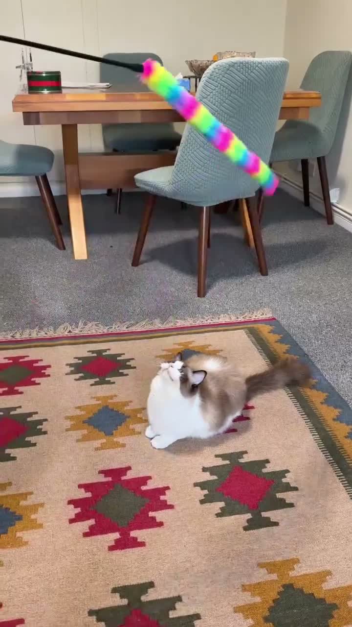 Ragdoll cats for sale: Ragdoll - Video 2