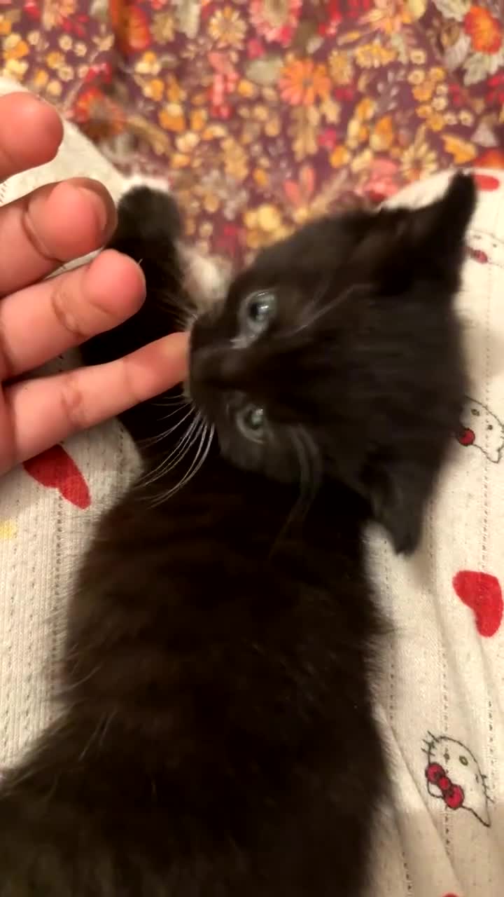 British Shorthair cats for sale: Mixed British Shorthair - Video 3