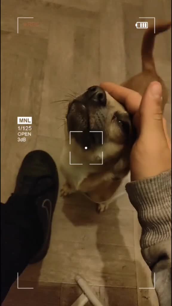 Chihuahua dogs for sale: barnsley  - Video 1