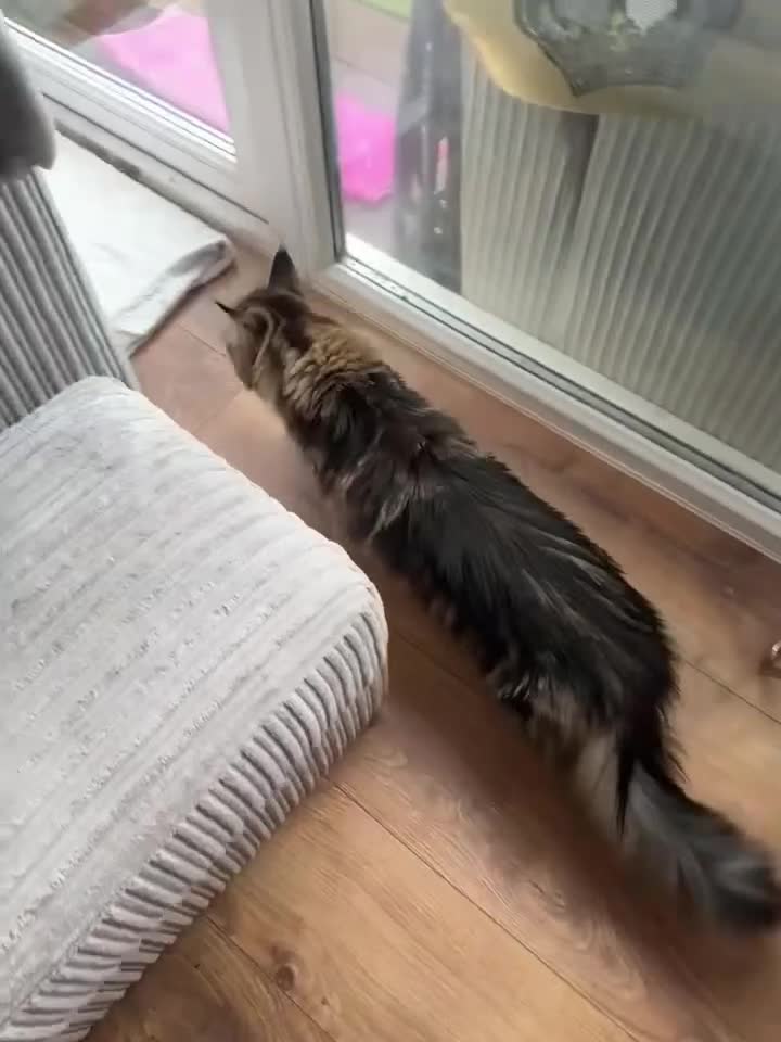 Maine Coon cats for sale: American Maine Coon Girl for sale! - Video 1