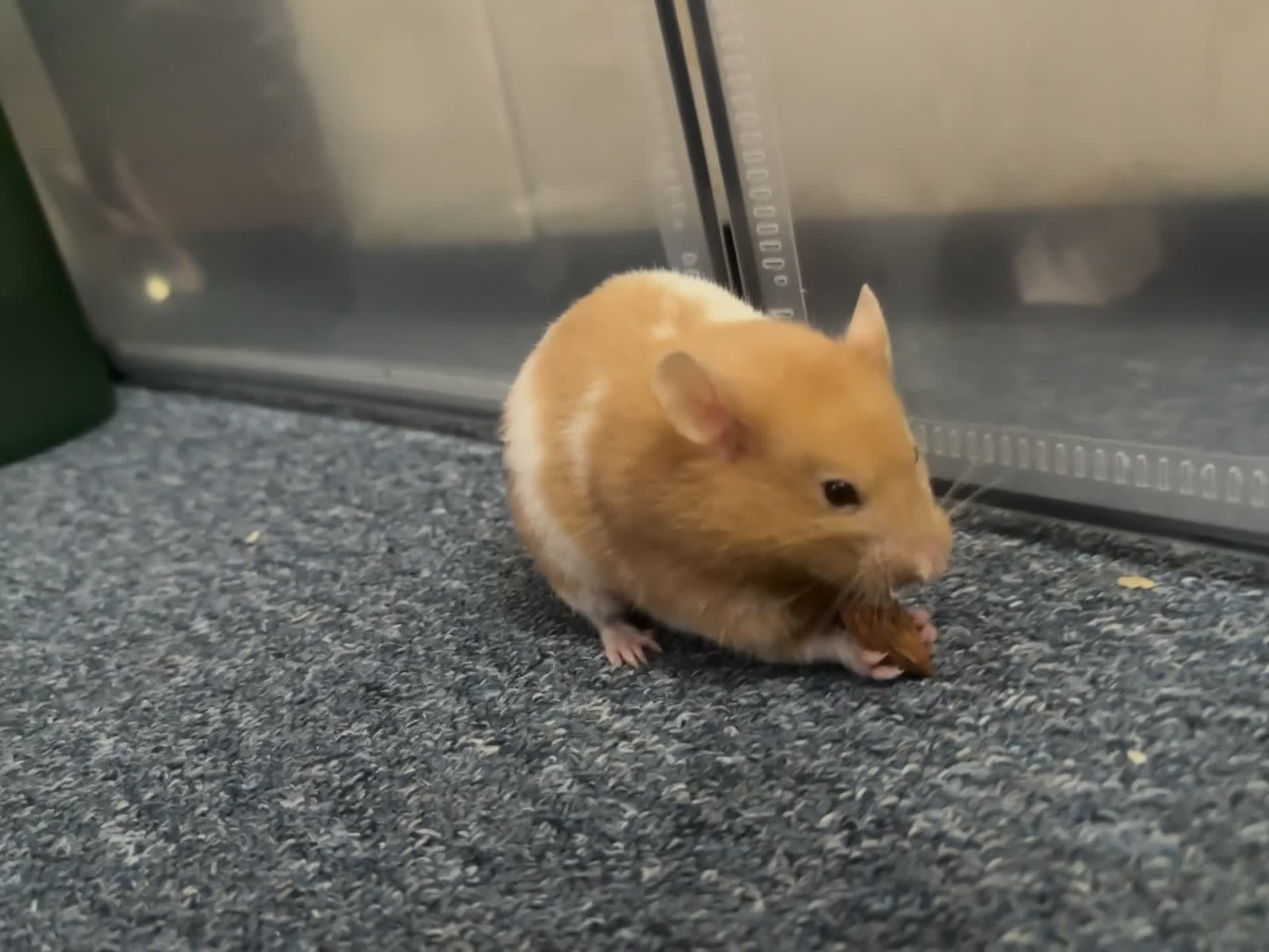 Hamster rodents for sale: Piku - Cute, young, playful healthy hamster - Video 2