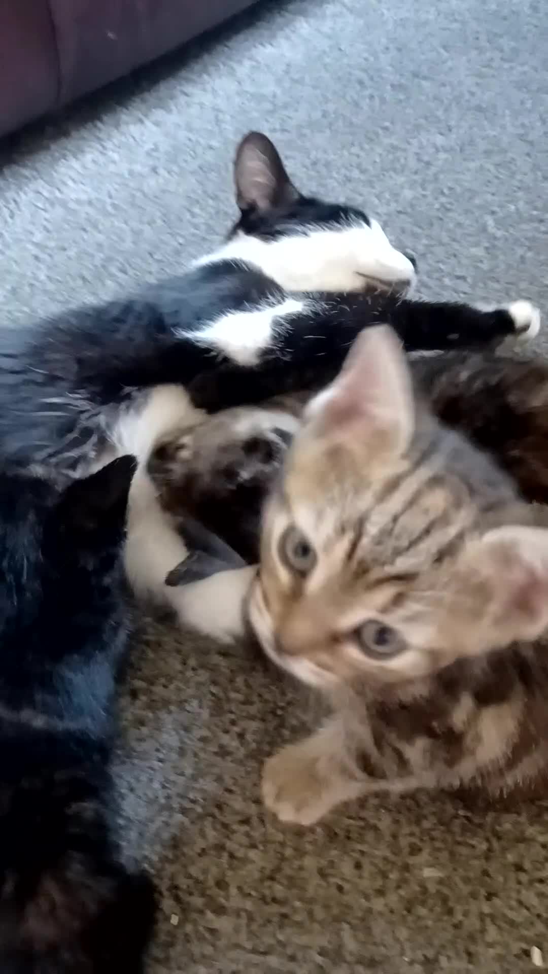 Domestic Shorthair cats for sale: Stunning kittens for sale - Video 2