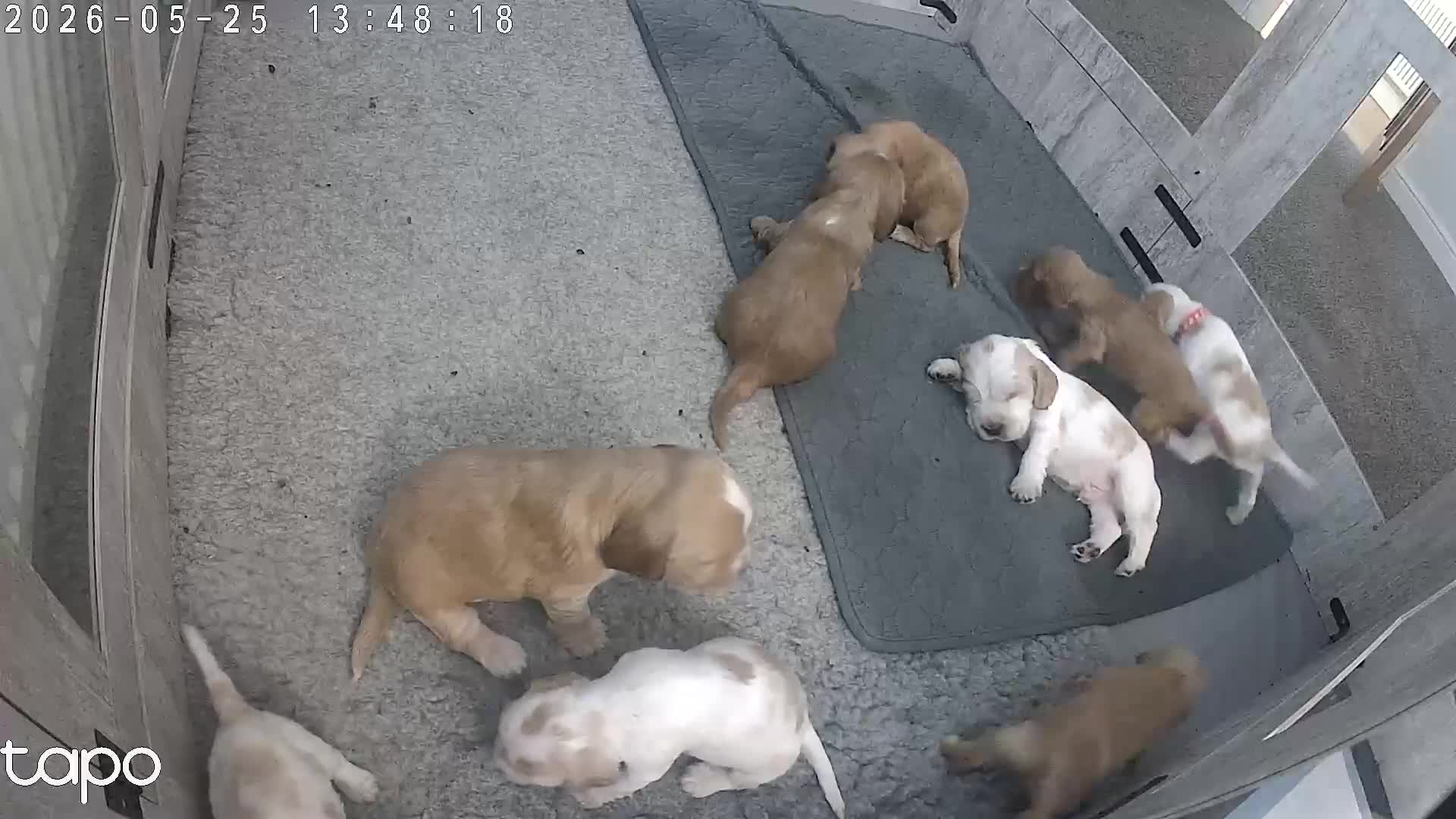 Cocker Spaniel dogs for sale: KC Show Cockers puppies available - Video 1