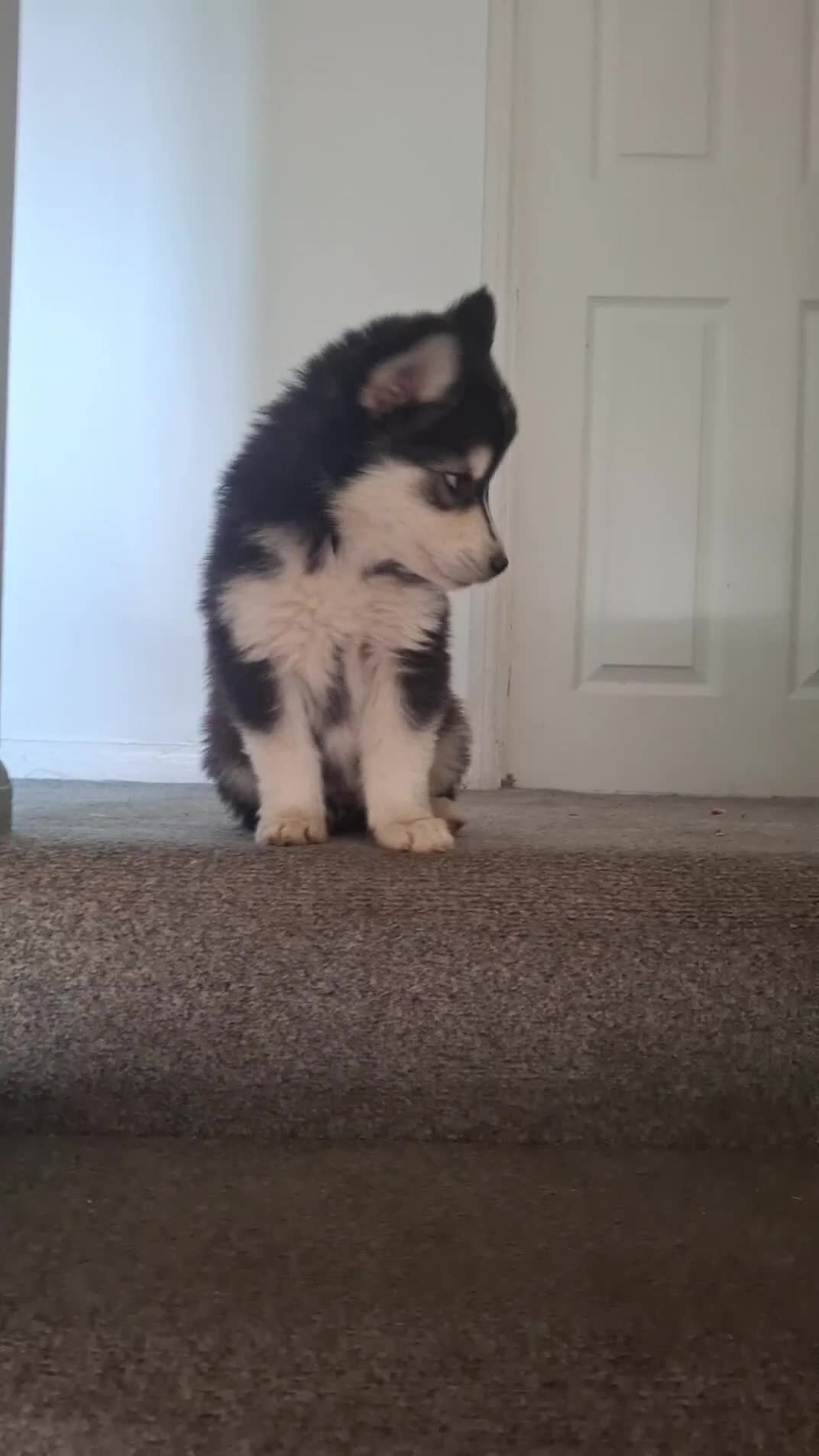 Pomsky dogs for sale: ❤️ POMSKY PUPPIES READY NOW ❤️ in Port Talbot - Video 3