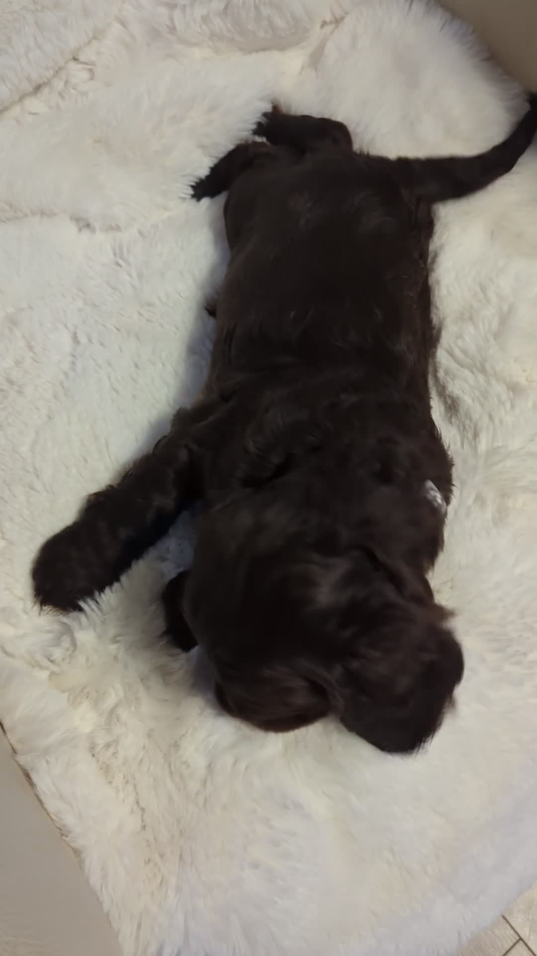 Cocker Spaniel dogs for sale:  Fantastic LEFT 2BOYS💙READY NEW HOME 🏡   - Video 1