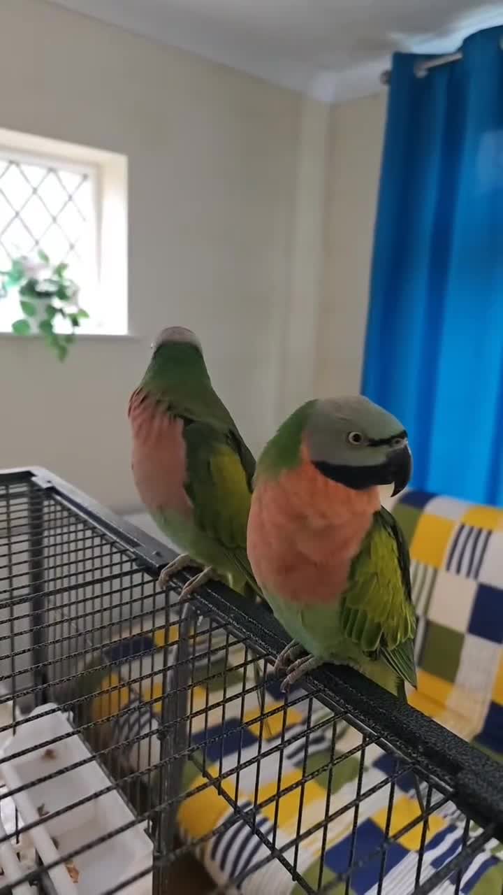 Parakeets birds for sale: Mustache Parakeets - Video 1