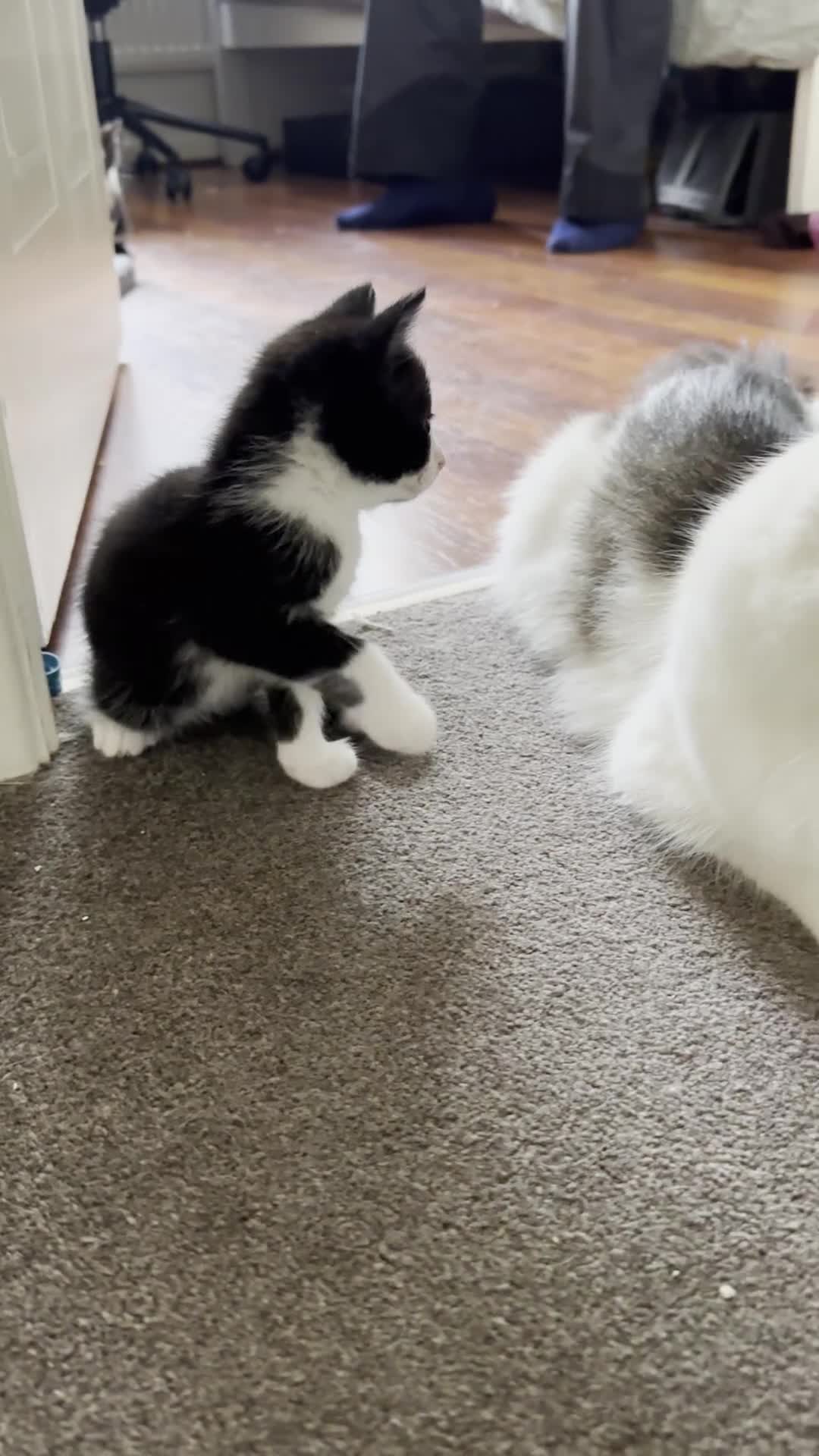 Ragdoll cats for sale: Ready now kitten- Ragdoll/British shorthair  - Video 1