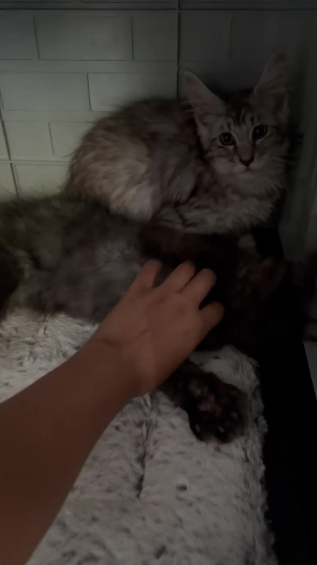 Maine Coon cats for sale: 🚨 URGENT: Beautiful Maine Coons for Rehoming Tica - Video 2