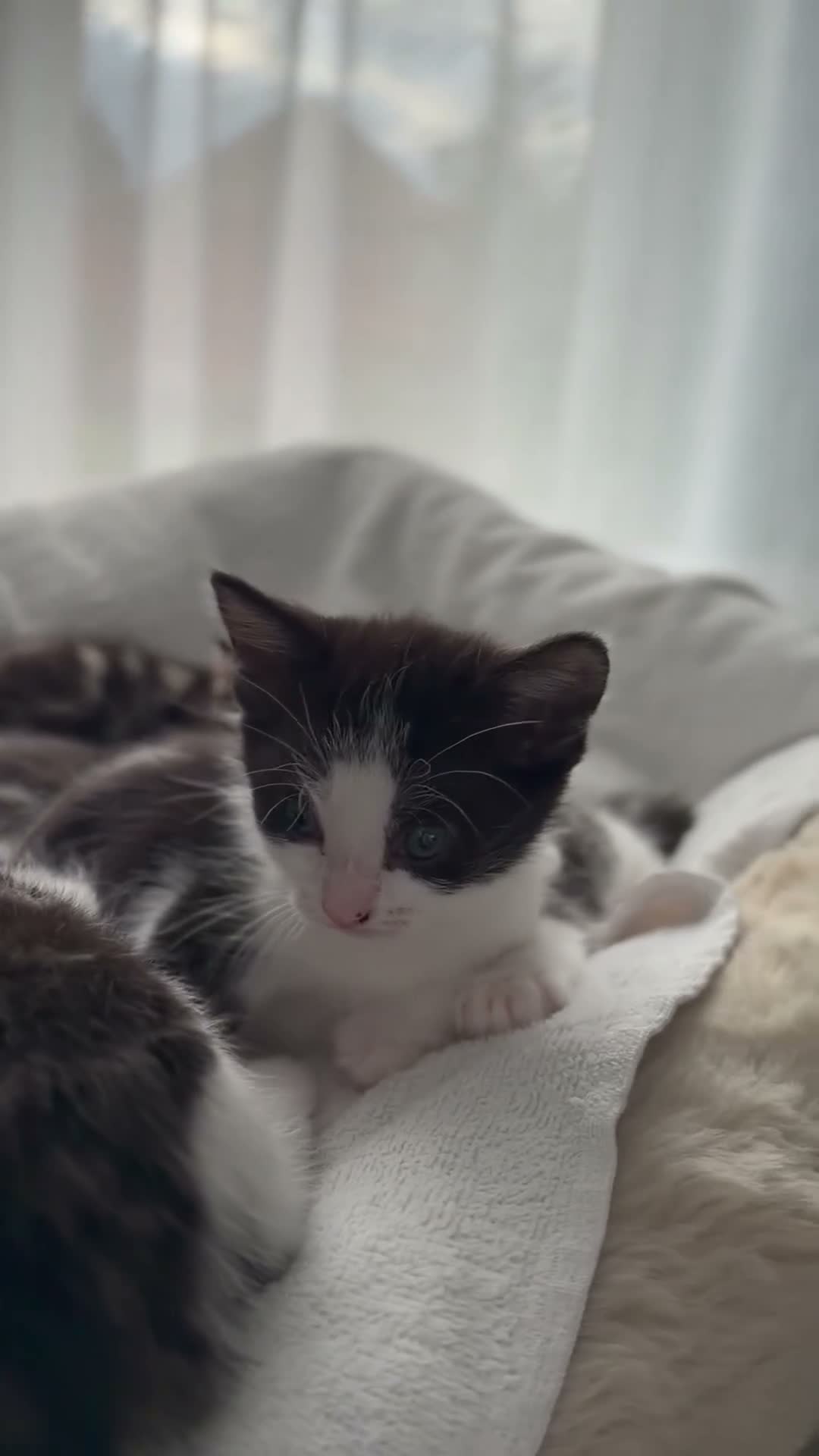 Domestic Shorthair cats for sale: 5 beautiful kittens ready for homes, from 21st Nov in Bridgwater - Video 2
