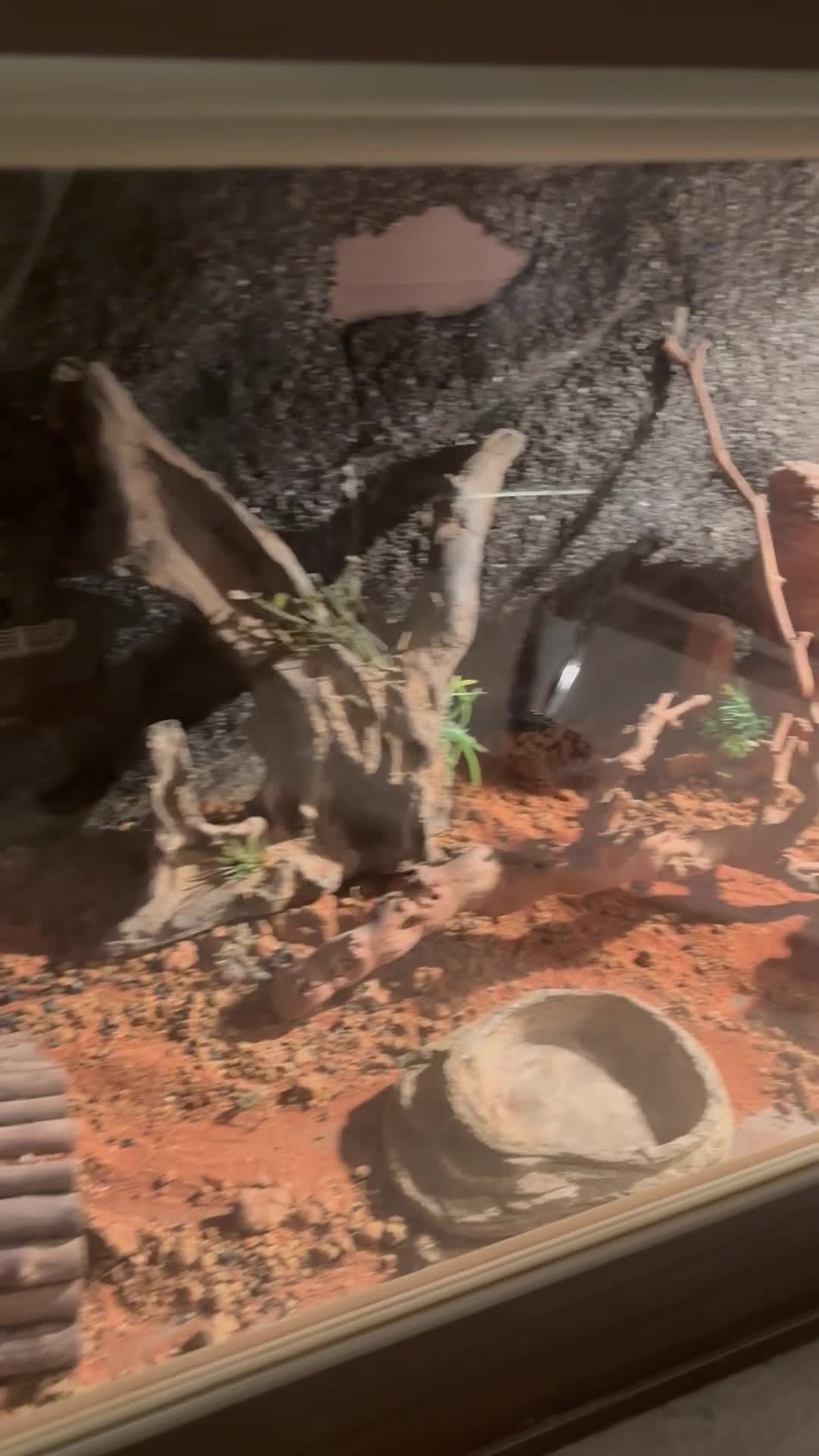 Bearded Dragon reptiles for sale: Bearded Dragon + Full Set Up  in London - Video 1
