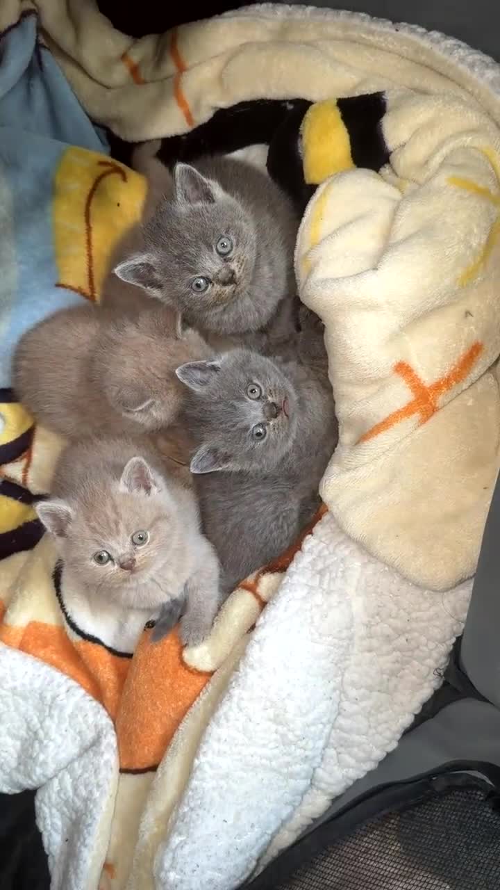 British Shorthair cats for sale: British short hair - Video 3