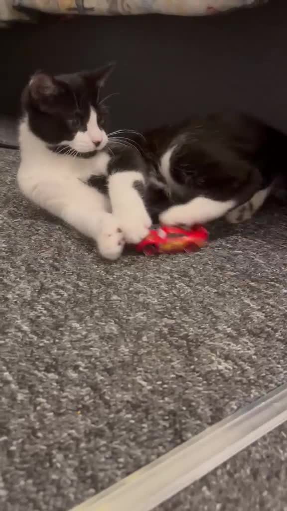 Mixed Breed cats for sale: Siberian&Domestic Shorthair in Southampton - Video 1