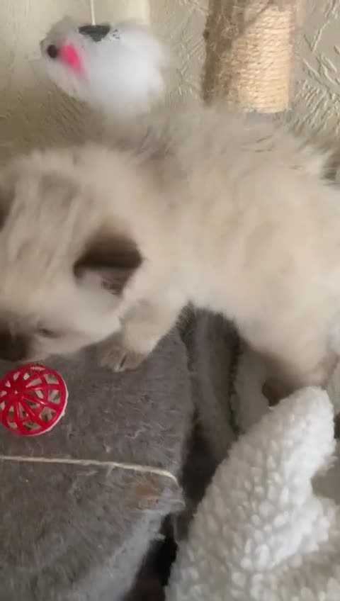 Ragdoll cats for sale: ❗️Charming Pure Ragdoll Kittens waiting love ❤️❗️ - Video 5