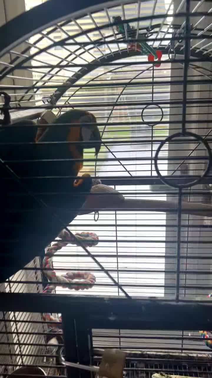 Macaws birds for sale: Beautiful macaw - Video 1