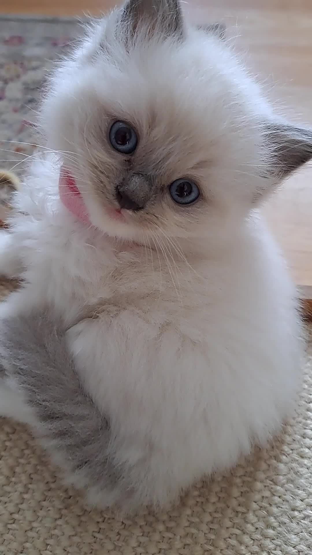 Ragdoll cats for sale: Beautiful Ragdolls by Liga in Manchester - Video 3