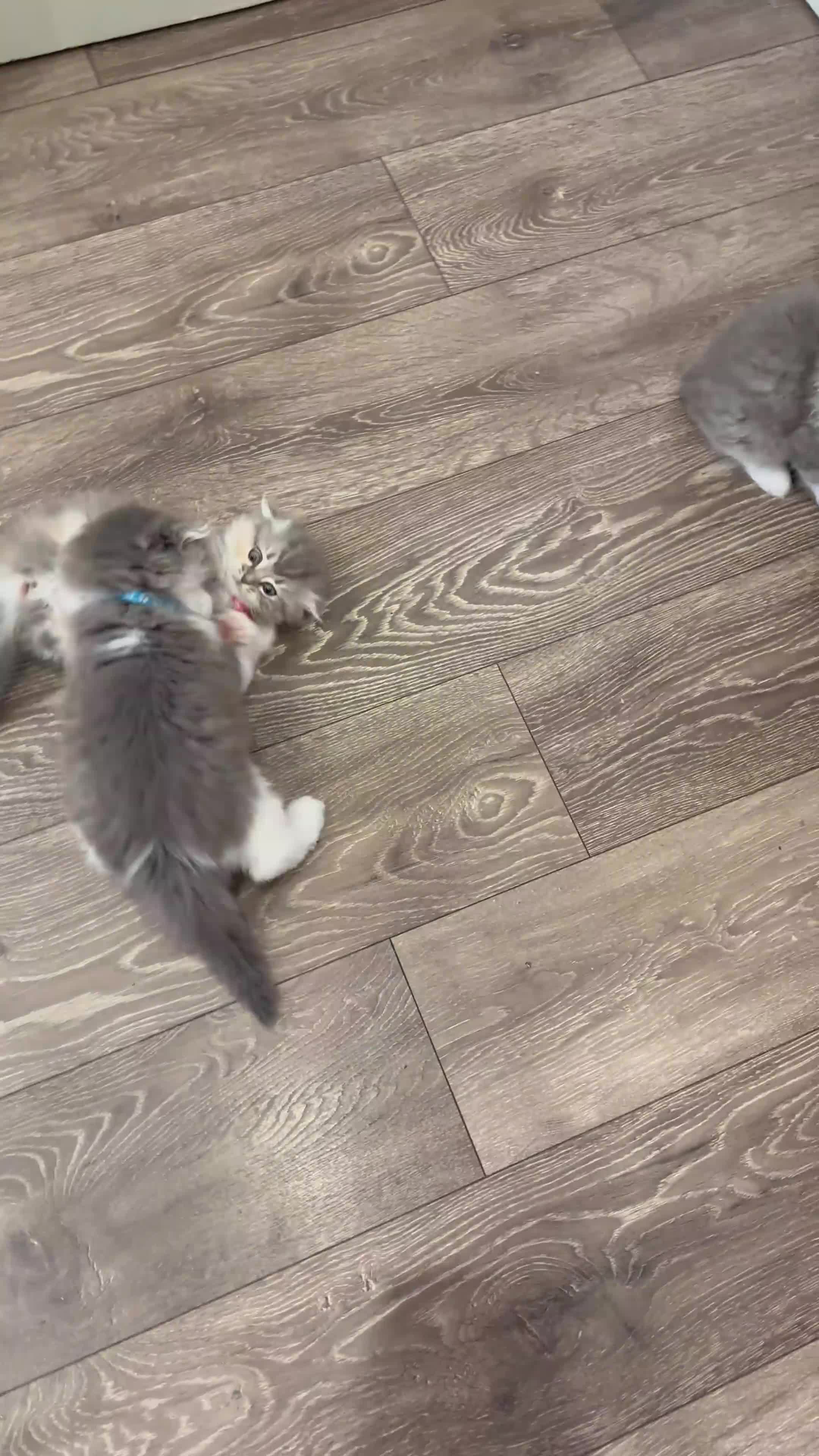 Scottish Fold cats for sale: Last Girl- Beautiful Scottish Fold X Ragdoll  - Video 5