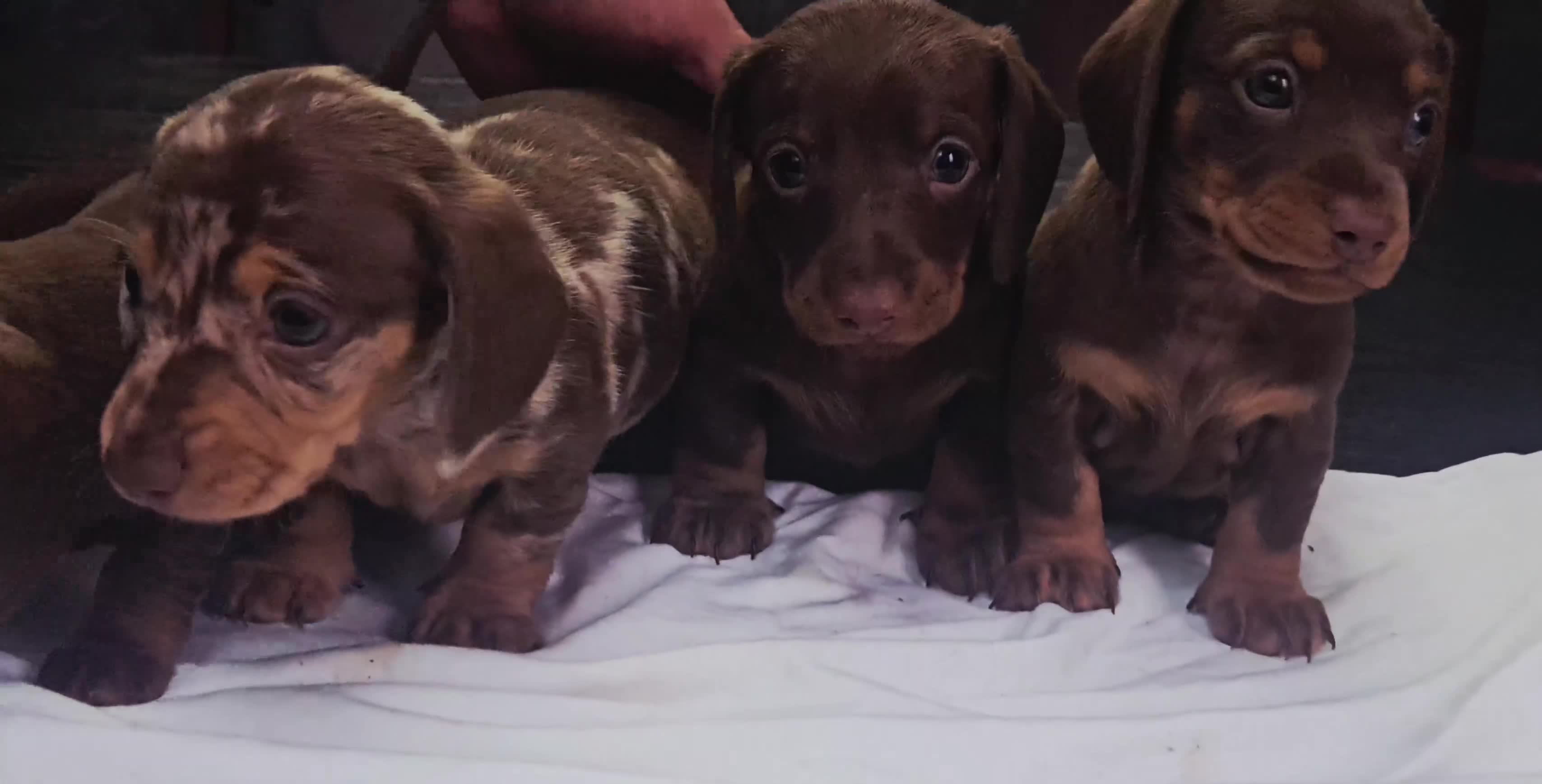 Miniature Dachshund dogs for sale: 5 Georgeous miniature dachsunds - Video 2