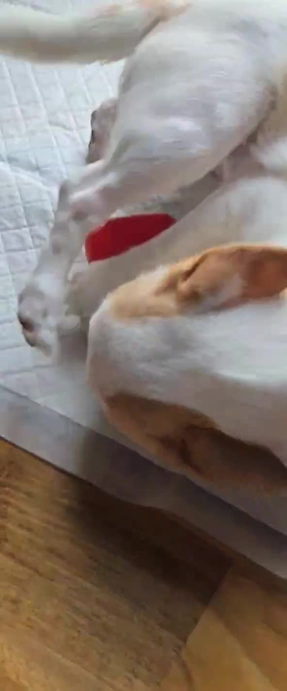 Chihuahua dogs for sale: Selling chihuahua  - Video 2