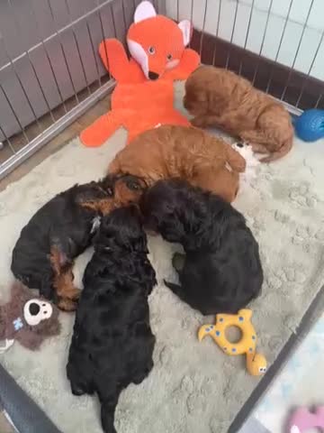 Cavapoo dogs for sale: Cavapoo puppies looking for their forever home  in Bognor Regis - Video 2