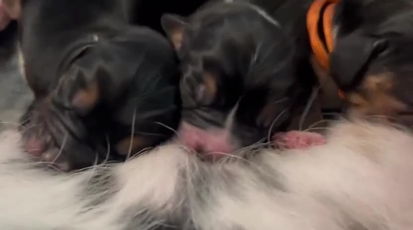 Basset Hound dogs for sale: Beautiful Basset Hound Puppies - Video 1