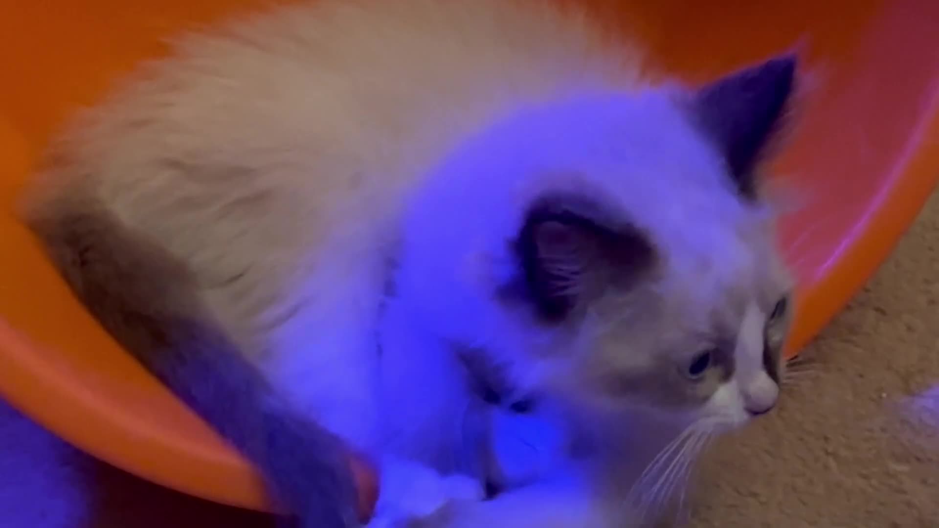 Ragdoll cats for sale: Ragdoll Boy  - Video 1