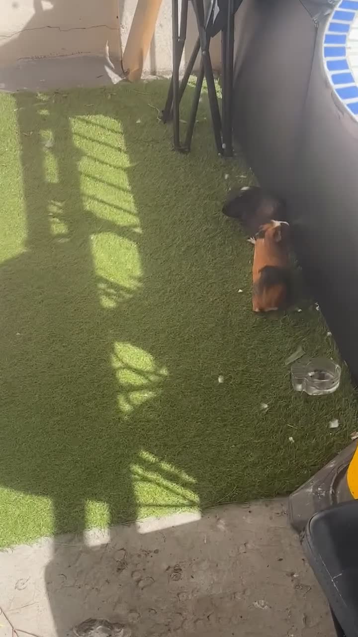 Guinea Pig rodents for sale: 2 male guinea pigs needing rehomed asap in Glasgow - Video 1