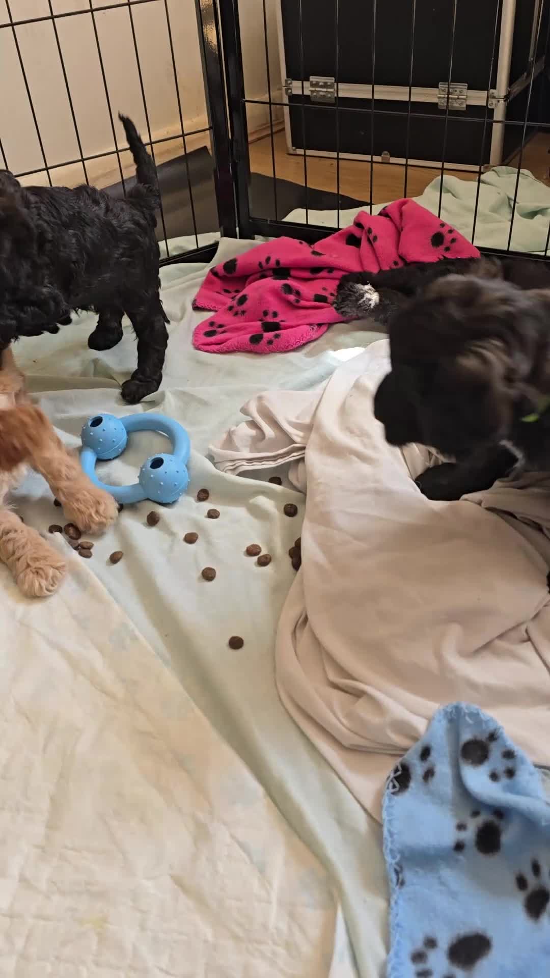 Cockapoo dogs for sale: F1b Cockapoos  - Video 2