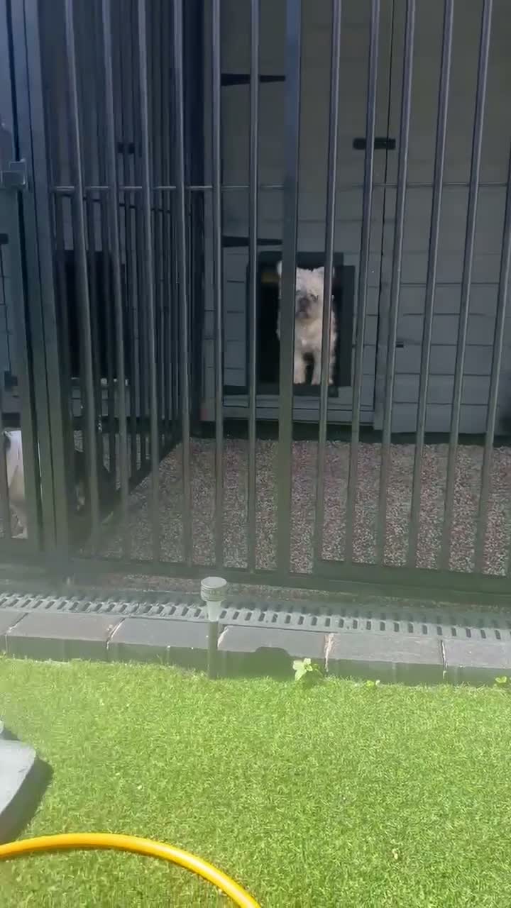 French Bulldog dogs for stud: Floodle stud  - Video 1