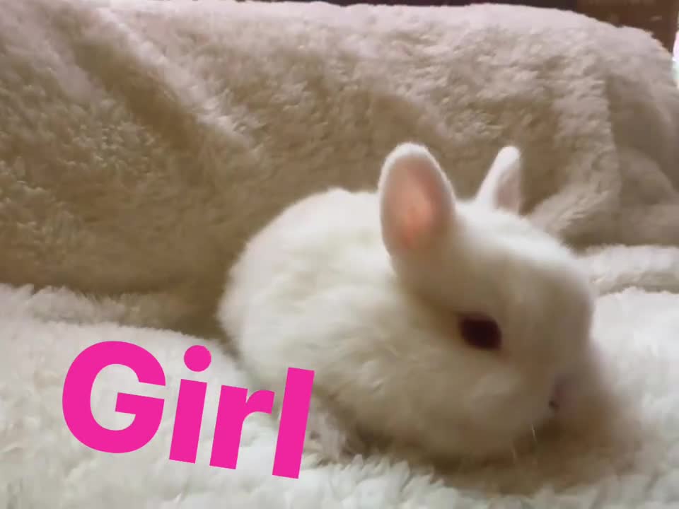 Netherland Dwarf rabbits for sale: Pedigree Neverland dwarfs - Video 1