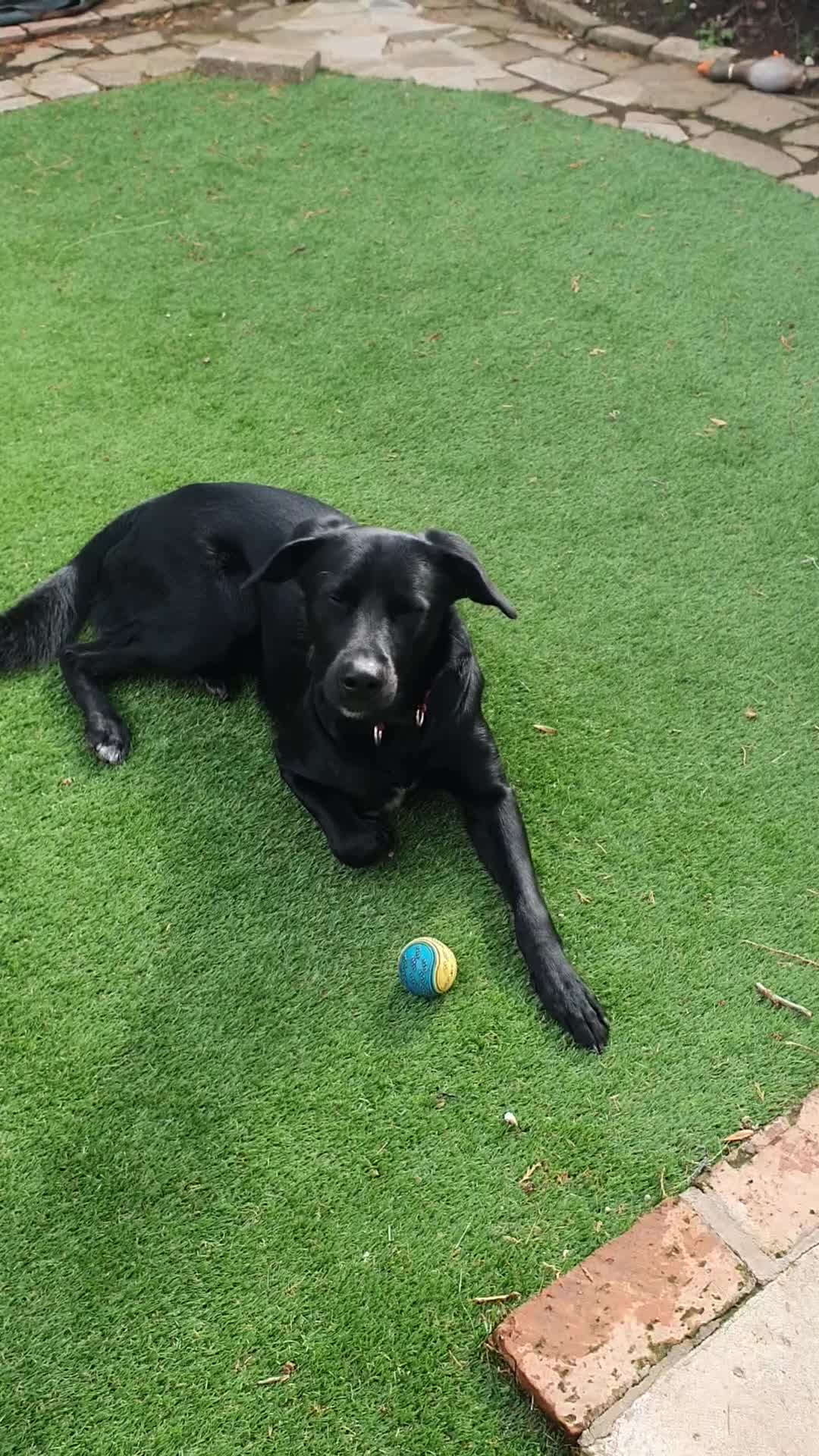 Borador dogs for sale: Lovely 2 year old lab/collie for sale - Video 1